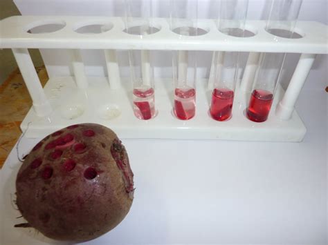 testing impact of acidity on permeability of beetroot membrane|beetroot membrane permeability study.